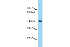 Host: Rabbit  Target Name: ADIPOR1  Sample Tissue: 293T cell lysates  Antibody Dilution: 1. (Adiponectin Receptor 1 抗体  (N-Term))