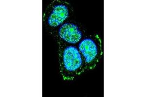 Immunofluorescence (IF) image for anti-Mitogen-Activated Protein Kinase 8 Interacting Protein 1 (MAPK8IP1) antibody (ABIN3004004) (MAPK8IP1 抗体)