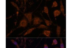 Immunofluorescence analysis of L929 cells using STC1 Polyclonal Antibody at dilution of 1:100. (Stanniocalcin 1 抗体)