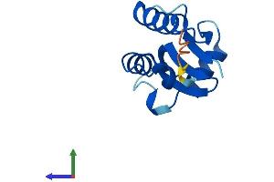 Protein Structure (PS) image for SH3 Domain Binding Glutamic Acid-Rich Protein Like 2 (SH3BGRL2) (AA 1-107) protein (His tag) (ABIN7546020)