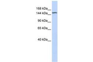 Image no. 1 for anti-Diacylglycerol Kinase, eta (DGKH) (AA 648-697) antibody (ABIN6743389) (DGKH 抗体  (AA 648-697))