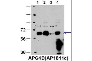 Cos7, HE, MEF, and Hela cells, left to right respectively.