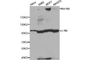 Western blot analysis of extracts of various cell lines, using ABL1 antibody. (ABL1 抗体  (AA 490-590))