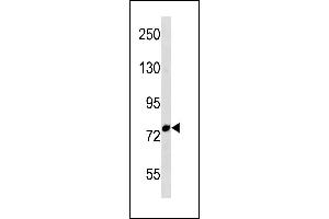 FBXO43 Antibody (C-term) (ABIN1881339 and ABIN2843282) western blot analysis in Ramos cell line lysates (35 μg/lane). (FBXO43 抗体  (C-Term))