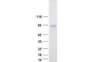 Western Blotting (WB) image for Hemopoietic Cell Kinase (HCK) protein (Myc-DYKDDDDK Tag) (ABIN2722464)