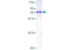 DAZL Protein (AA 1-295) (GST tag)