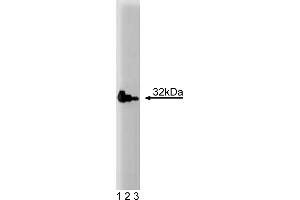Western Blotting (WB) image for anti-Caspase 3 (CASP3) (AA 25-145) antibody (ABIN968342) (Caspase 3 抗体  (AA 25-145))