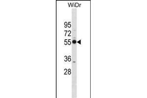 PSMD12 Antibody (Center) (ABIN1881697 and ABIN2838970) western blot analysis in WiDr cell line lysates (35 μg/lane). (PSMD12 抗体  (AA 276-304))
