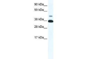 WB Suggested Anti-THRB Antibody Titration:  0. (THRB 抗体  (N-Term))