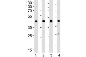 Western Blotting (WB) image for anti-cAMP Responsive Element Binding Protein 1 (CREB1) antibody (ABIN3030273)