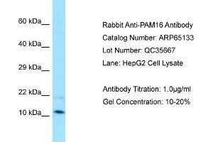 Western Blotting (WB) image for anti-Presequence Translocase-Associated Motor 16 Homolog (PAM16) (C-Term) antibody (ABIN2790052)