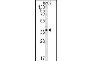 Western blot analysis in HepG2 cell line lysates (35ug/lane). (PSMD7 抗体  (C-Term))