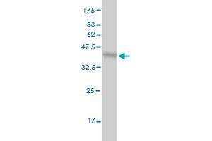 Western Blot detection against Immunogen (36. (DKK1 抗体  (AA 81-180))