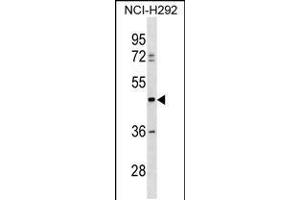 Western blot analysis in NCI-H292 cell line lysates (35ug/lane). (TULP3 抗体  (C-Term))
