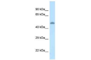 Western Blot showing Tat antibody used at a concentration of 1. (Tat (C-Term) 抗体)