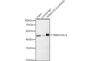 Immunoprecipitation (IP) image for anti-Tripartite Motif Containing 21 (TRIM21) (AA 80-330) antibody (ABIN6149506)