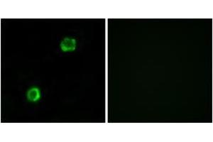 Immunofluorescence (IF) image for anti-Apolipoprotein L, 2 (APOL2) (AA 191-240) antibody (ABIN2890126) (Apolipoprotein L 2 抗体  (AA 191-240))