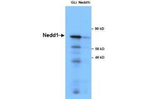 Anti-NEDD1 in Western Blot using  Immunochemicals' Anti-NEDD1 Antibody shows detection of a 73 kDa band corresponding to endogenous NEDD1 in lysates of S phase HeLa cells silenced for either control Luciferase or NEDD1. (NEDD1 抗体)