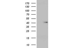 Image no. 1 for anti-Ubiquitin Specific Peptidase 12 (USP12) (AA 61-251) antibody (ABIN1491614) (USP12 抗体  (AA 61-251))
