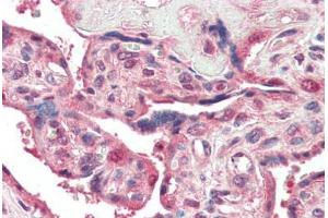 Human Placenta (formalin-fixed, paraffin-embedded) stained with PSENEN antibody ABIN461899 at 5 ug/ml followed by biotinylated goat anti-rabbit IgG secondary antibody ABIN481713, alkaline phosphatase-streptavidin and chromogen. (PEN2 抗体  (N-Term))