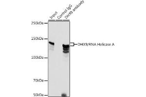 Immunoprecipitation analysis of 500 μg extracts of HeLa cells using 3 μg DHX9/RNA Helicase Aantibody (ABIN7265748). (DHX9 抗体)