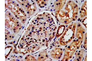 IHC image of ABIN7145444 diluted at 1:300 and staining in paraffin-embedded human kidney tissue performed on a Leica BondTM system. (beta Arrestin 1 抗体  (AA 1-260))
