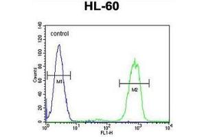 ANKRD40 Antibody (C-term) flow cytometric analysis of HL-60 cells (right histogram) compared to a negative control cell (left histogram). (ANKRD40 抗体  (C-Term))