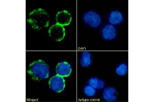 Immunofluorescence staining of human peripheral blood monocytes using anti-CD40L antibody AT161-10 Immunofluorescence analysis of paraformaldehyde fixed human peripheral blood monocytes immobilized on Shi-fix™ cover-slips and stained with the chimeric rabbit IgG version of AT161-10 (ABIN7072417) at 10 μg/mL followed by Alexa Fluor® 488 secondary antibody (2 μg/mL), showing membrane staining. (Recombinant CD40 Ligand 抗体)