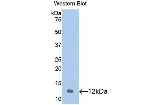 CXCL1 antibody  (AA 25-96)