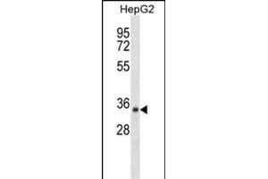 SDR39U1 Antibody (N-term) (ABIN1539594 and ABIN2849801) western blot analysis in HepG2 cell line lysates (35 μg/lane). (SDR39U1 抗体  (N-Term))