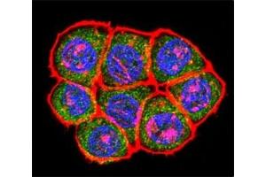 Immunofluorescence (IF) image for anti-TATA Box Binding Protein (TBP) (AA 301-330) antibody (ABIN3029098)