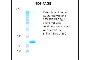 SDS-PAGE (SDS) image for Interleukin 1 Family Member 9 (IL1F9) (Active) protein (ABIN5509520) (IL1F9 蛋白)