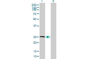 Western Blot analysis of RNASE11 expression in transfected 293T cell line by RNASE11 MaxPab polyclonal antibody. (RNASE11 抗体  (AA 1-199))