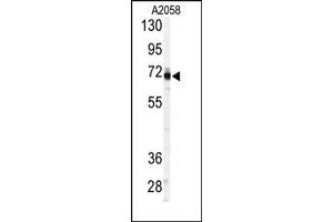 Image no. 1 for anti-3'-phosphoadenosine 5'-phosphosulfate Synthase 1 (PAPSS1) (C-Term) antibody (ABIN357814) (PAPSS1 抗体  (C-Term))