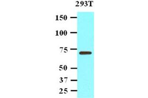 Western Blotting (WB) image for anti-Protein Phosphatase, Mg2+/Mn2+ Dependent, 1G (PPM1G) antibody (ABIN306467) (PPM1G 抗体)