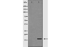 Western blot analysis of extracts of mouse heart, using POLR2D antibody. (POLR2D 抗体  (N-Term))