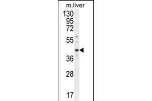 DNAJC11 Antibody (N-term) (ABIN654437 and ABIN2844172) western blot analysis in mouse liver tissue lysates (35 μg/lane). (DNAJC11 抗体  (N-Term))