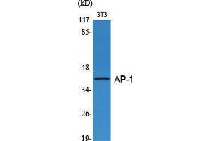 Western Blot (WB) analysis of specific cells using AP-1/Jun D Polyclonal Antibody. (JunD 抗体  (Ser1027))