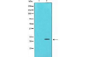 Western blot analysis on HepG2 cell lysate using Bax Antibody,The lane on the left is treated with the antigen-specific peptide. (BAX 抗体  (Internal Region))