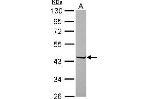 WB Image Sample (30 ug of whole cell lysate) A: U87-MG 10% SDS PAGE antibody diluted at 1:10000