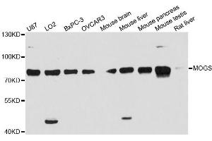 Western blot analysis of extracts of various cell lines, using MOGS antibody (ABIN6292972) at 1:3000 dilution.
