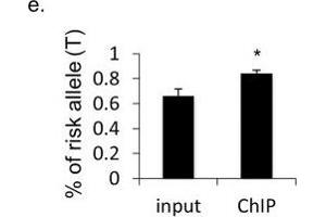 Chromatin Immunoprecipitation (ChIP) image for anti-Poly (ADP-Ribose) Polymerase 1 (PARP1) antibody (ABIN2854798)