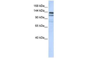 NOMO1 antibody used at 1 ug/ml to detect target protein.