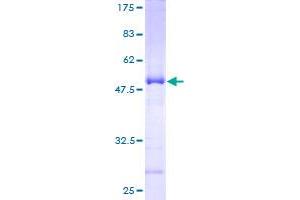 SDF2 Protein (AA 20-211) (GST tag)