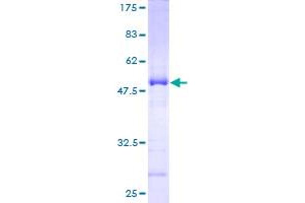 SDF2 Protein (AA 20-211) (GST tag)