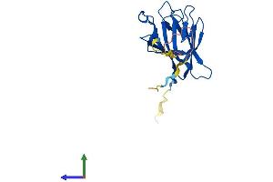 AlphaFold protein structure predicition of Mouse Recombinant Tifa Protein, UniprotID Q793I8