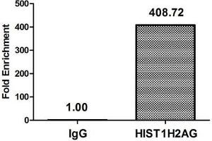 Chromatin Immunoprecipitation Hela (4*10 6 , treated with 30 mM sodium butyrate for 4h) were treated with Micrococcal Nuclease, sonicated, and immunoprecipitated with 8 μg anti-HIST1H2AG (ABIN7139178) or a control normal rabbit IgG. (HIST1H2AG 抗体  (acLys36))