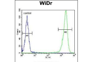 Flow cytometric analysis of WiDr cells (right histogram) compared to a negative control cell (left histogram). (DEK 抗体  (C-Term))