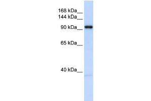 WB Suggested Anti-OGT Antibody Titration: 0. (OGT 抗体  (N-Term))
