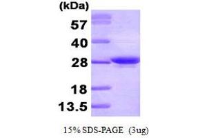 SDS-PAGE (SDS) image for Apolipoprotein A-I (APOA1) (AA 25-267) protein (His tag) (ABIN667126)